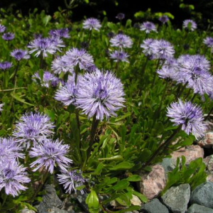 Globularia nudicaulis