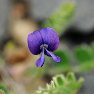 Gueldenstaedtia himalaica