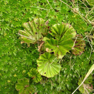 Gunnera aff. magellanica