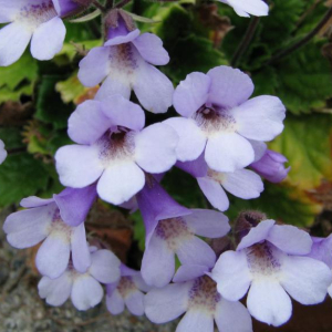 Haberlea rhodopensis