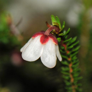 Harrimanella stelleriana