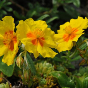 Helianthemum 'Ben Fhada'