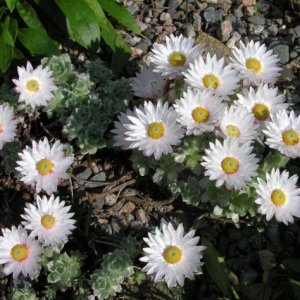 Helichrysum milfordiae