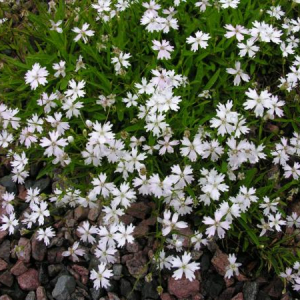 Heliosperma alpestre