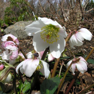 Helleborus niger
