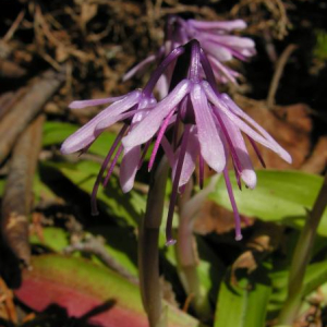 Heloniopsis orientalis