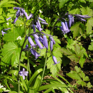 Hyacinthoides nonscripta