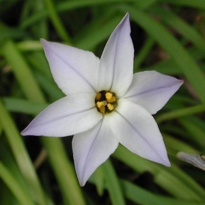 Ipheion uniflora