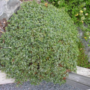 Juniperus communis 'Berkshire'