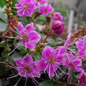 Kalmiopsis leachiana