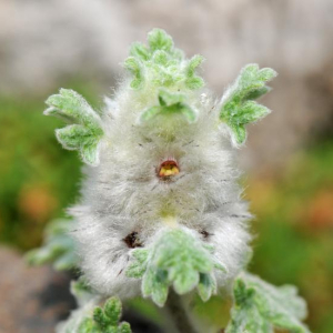 Lagopsis marrubiastrum