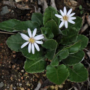 Leibnitzia nepalensis