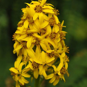 Ligularia alpigena