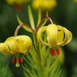 Lilium pyrenaicum