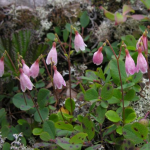 Linnaea borealis