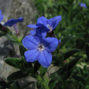 Lithodora diffusa 'Grace Ward'
