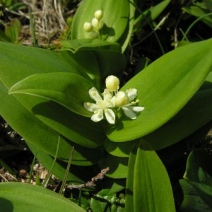 Maianthemum stellatum var. crassum