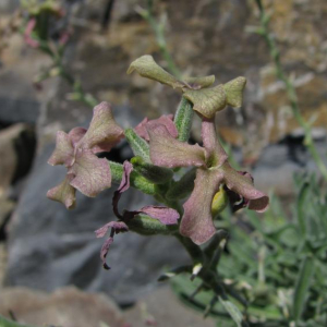 Matthiola trojana