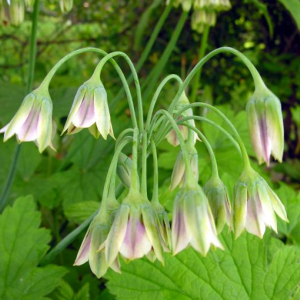 Nectaroscordum siculum