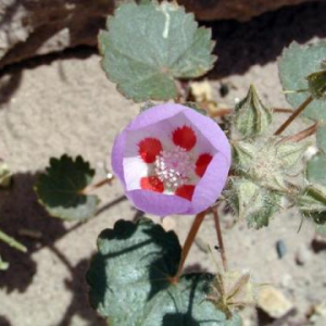 Eremalche rotundifolia