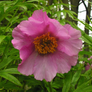 Paeonia veitchii