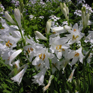 Paradisea liliastrum