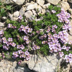 Petrocallis pyrenaica