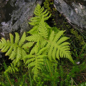 Phegopteris connectilis