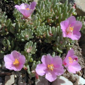 Phemeranthus brevifolium