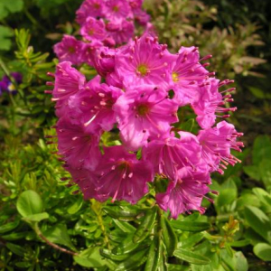 Phylliopsis X hilleri 'Pinocchio'