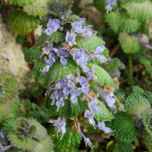Phyllophyton complanatum