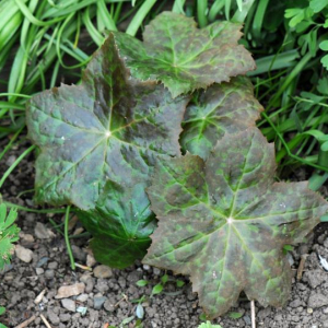 Dysosma pleiantha X delavayi