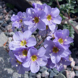 Polemonium pulcherrimum