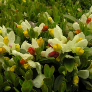 Polygala chamaebuxus