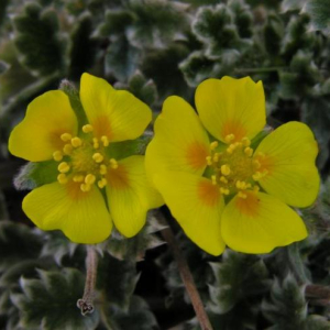 Potentilla villosa