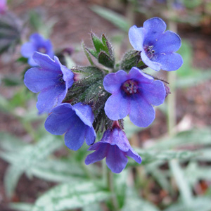 Pulmonaria longifolia 'Bertram Anderson'