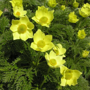 Pulsatilla alpina subsp. apiifolia