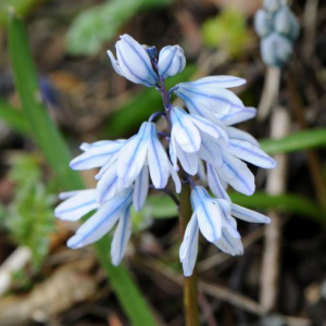 Puschkinia scilloides