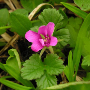 Rubus arcticus