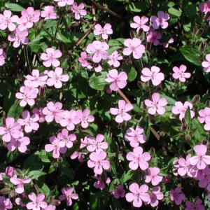 Saponaria ocymoides