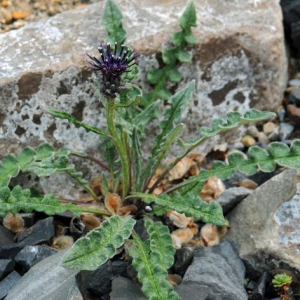 Saussurea nepalensis