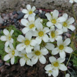 Saxifraga paniculata