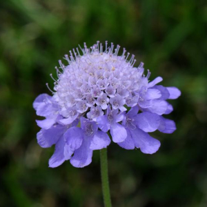 Scabiosa columbaria 'Nana'