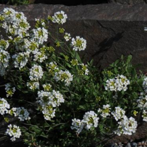 Schivereckia podolica