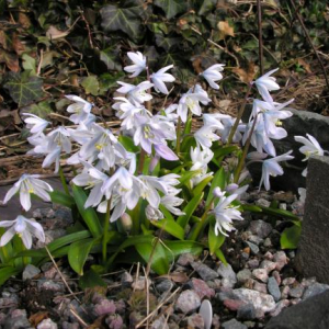 Scilla miczenkoana