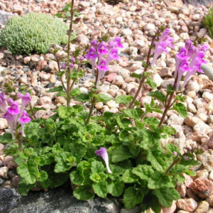 Scutellaria pontica