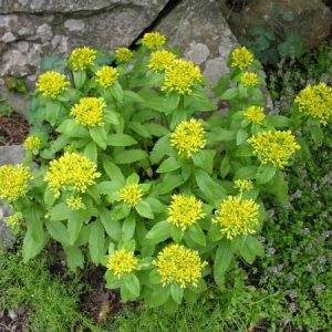 Sedum hyperaizoon