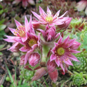 Sempervivum 'Jubilee'