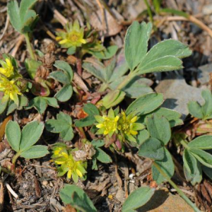 Sibbaldia procumbens