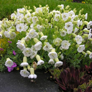 Silene uniflora 'Ice Cups'